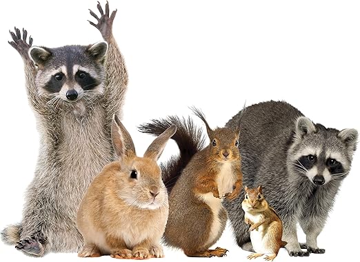 Amazon Com Lena Fiore Inc Woodland Animals Window Decal Cling