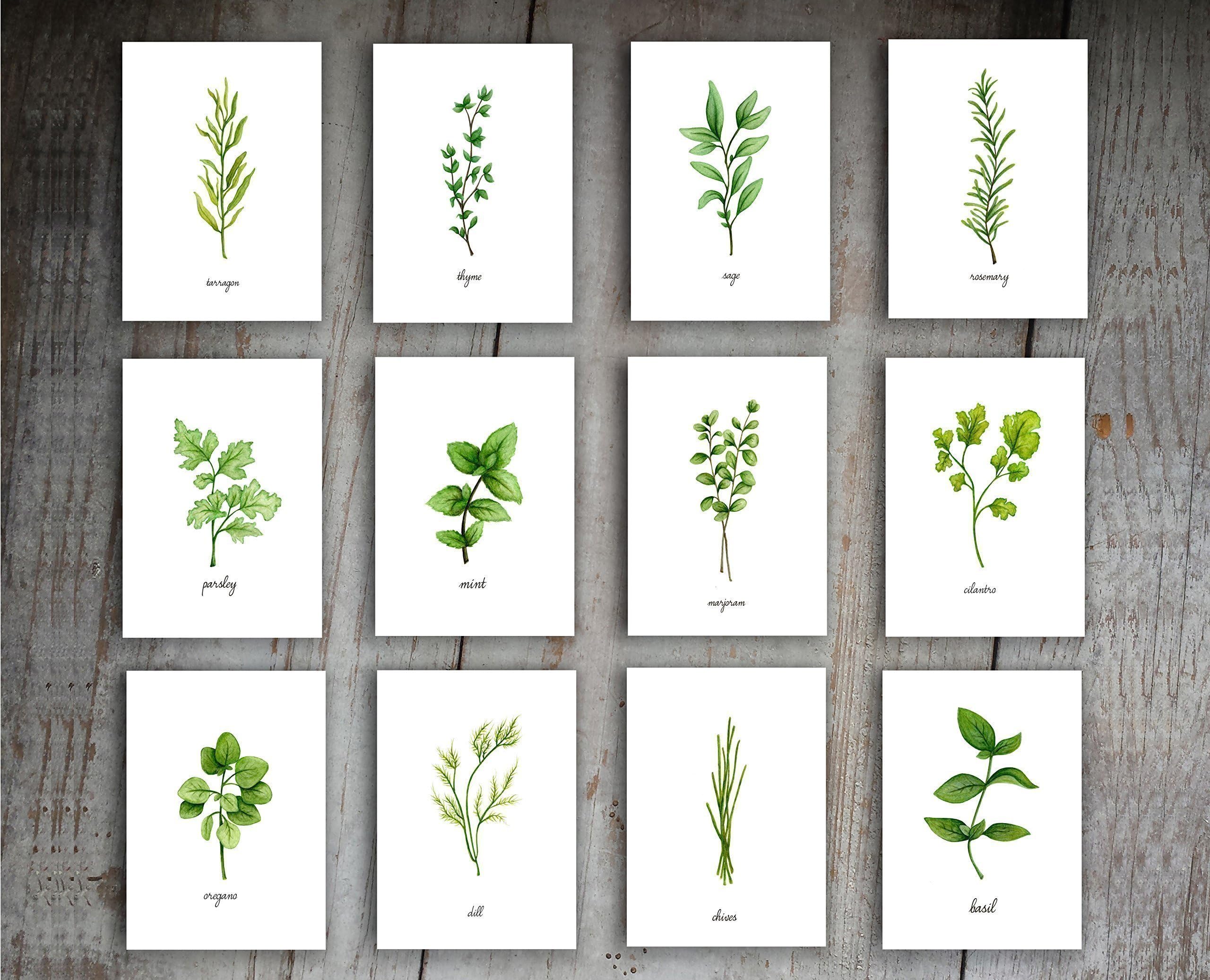 Herbs Art Print Set of 12 Prints, 8x10 UNFRAMED