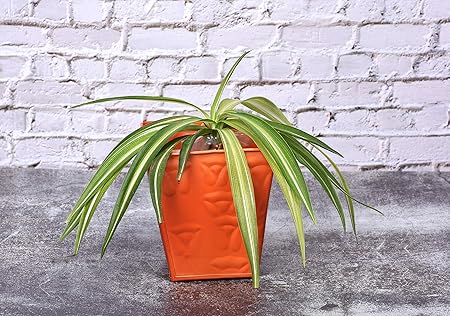 HINS Metal Pot 5 Inch Bucket Shape Flower Plant Pot For Indoor & Outdoor Gardening Set Of (orange) I Plant Stands For Indoor Balcony I Plant Bench I Plant Stands I Pot Stand Single I Potted Plant Stand I Big Pots I Metal Plant Stand I Tall Outdoor Planter I Metal Casters I Large Plant Stand I Pot Stands For Garden I Indoor Plants Stand I Iron Plant Stand I Terrace Garden Stand I Garden Rack I Iron Stand For Pots I Pots Stand I Indoor Planter With Stand