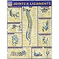 Joints & Ligaments (Quick Study Academic)