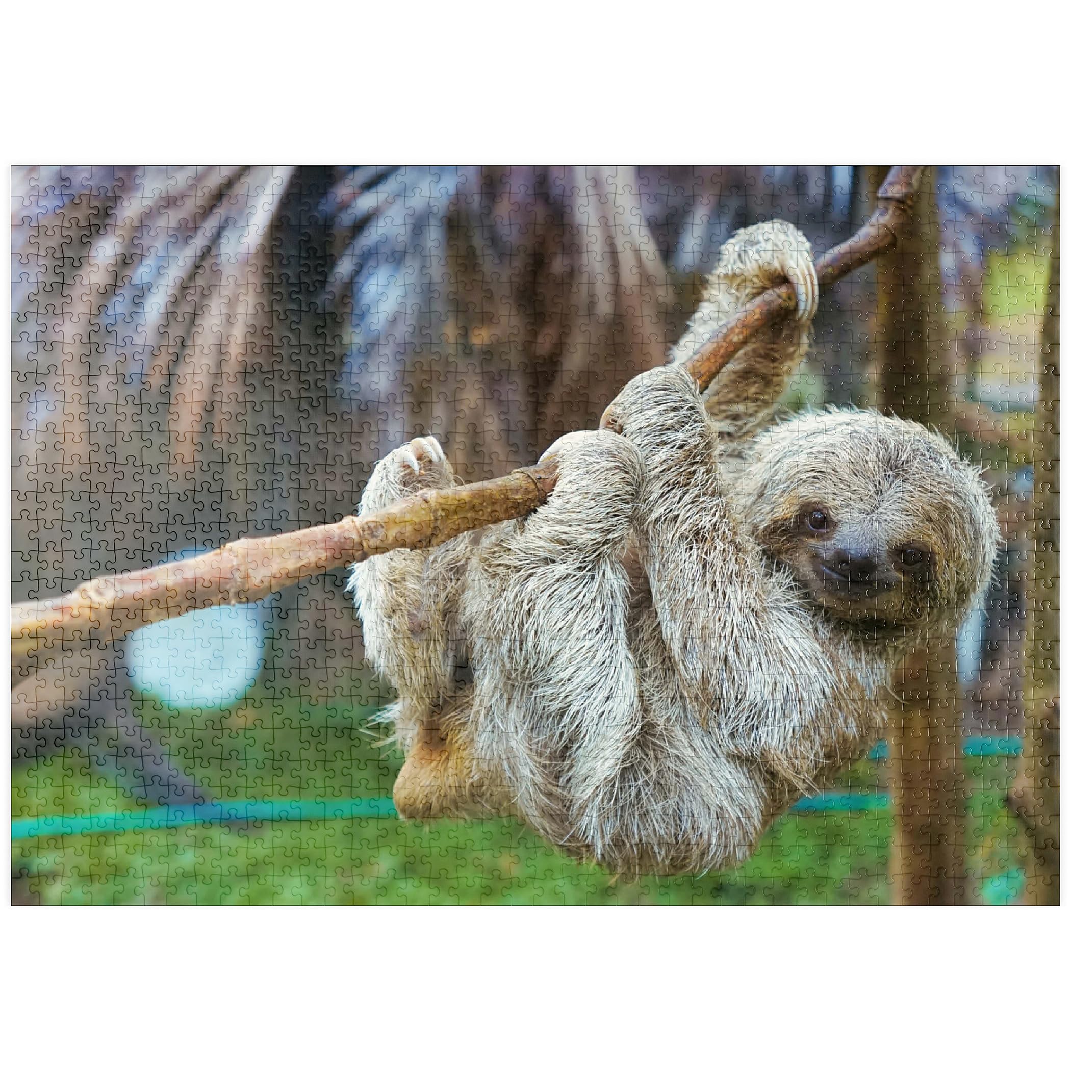 Sloths At San Jose Rescue Center, Costa Rica - Premium 1000 pieces Puzzle - MyPuzzle special collection from Puzzle Galaxy