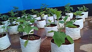 Rochfern Grow Bags (Pack of 10) Size-35x20x20cm, UV Treated Portable. Perfect for Terrace, Balcony, Kitchen Vegetables Garden, Flats