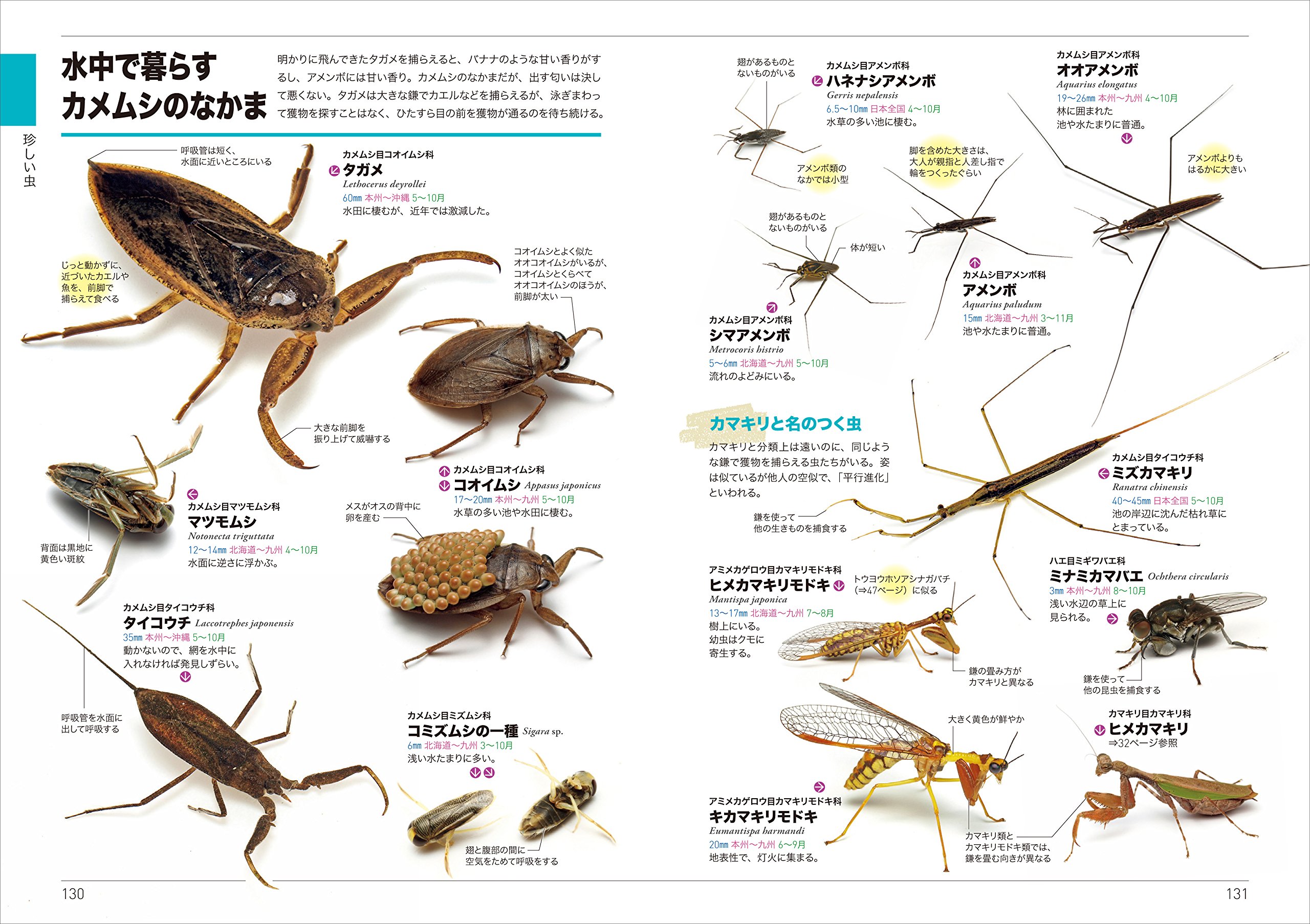 くらべてわかる昆虫 くらべてわかる図鑑 Amazon Com Books