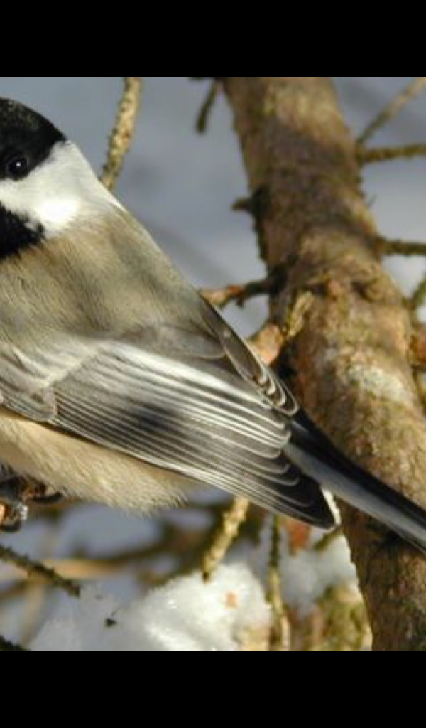 Cute Chickadee Wallpaper – HD Wallpapers of Cute Chickadees!:Amazon
