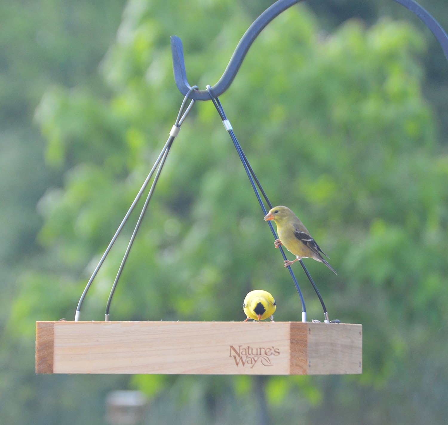 Nature's Way Bird Products CWF3 Cedar Platform Tray Bird Feeder : Wild Bird Feeders : Garden & Outdoor