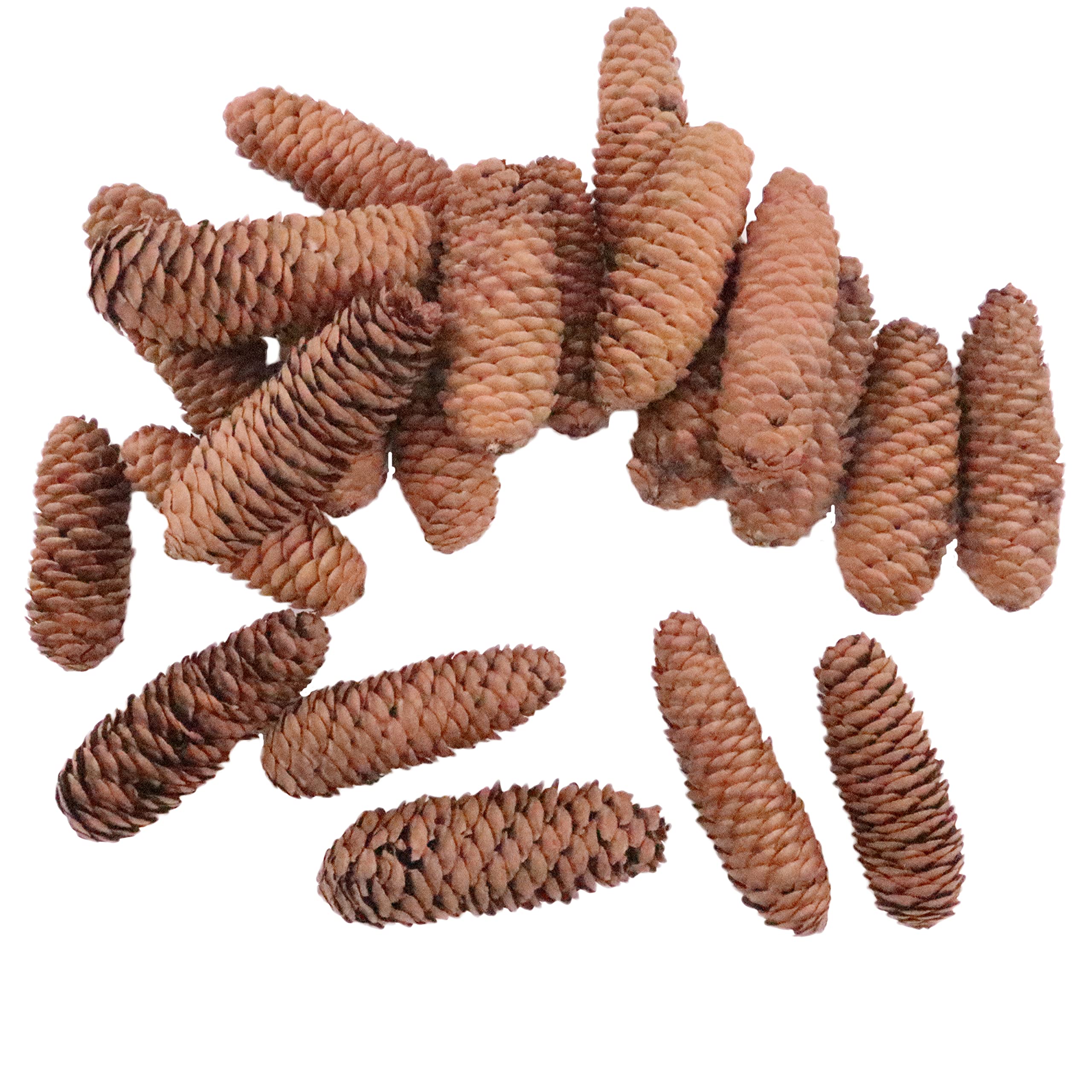 Anthony Peters Long pine cones | 250 gram bag (approximately 20 pieces) | Natural crafts