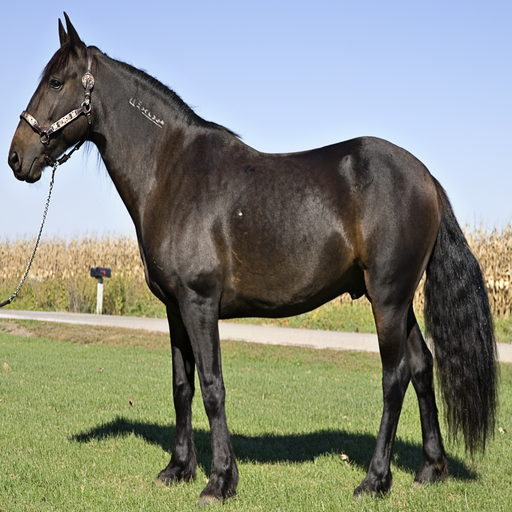 Top 20 Horse Breeds 1