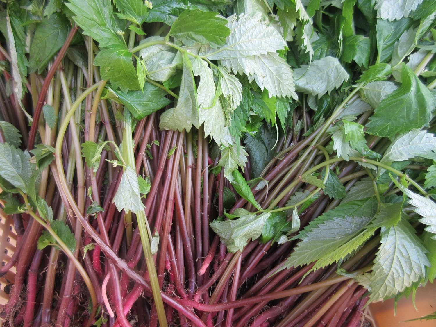 ド田舎直産 天然山菜 赤ミズ菜 1ｋｇ