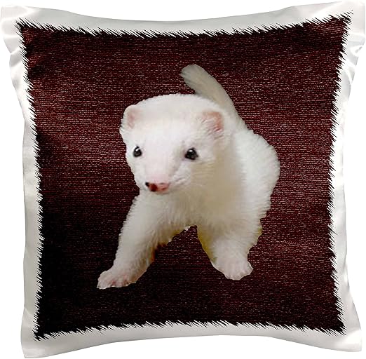 baby albino ferret