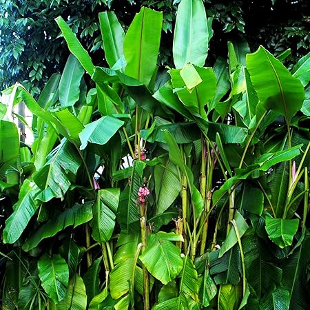 Future Exotics Musa VELUTINA Pflanzen Rosa Zwergbananen mit essbaren Früchten 15-18 cm, 2 Stück