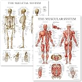 Palace Learning Muscular &amp; Skeletal System Anatomical Poster Set - LAMINATED 2 Chart Set - Human Skeleton &amp; Muscle Anatomy - (18" x 24")
