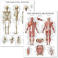 Palace Learning Muscular & Skeletal System Anatomical Poster Set - LAMINATED 2 Chart Set - Human Skeleton & Muscle Anatomy - 