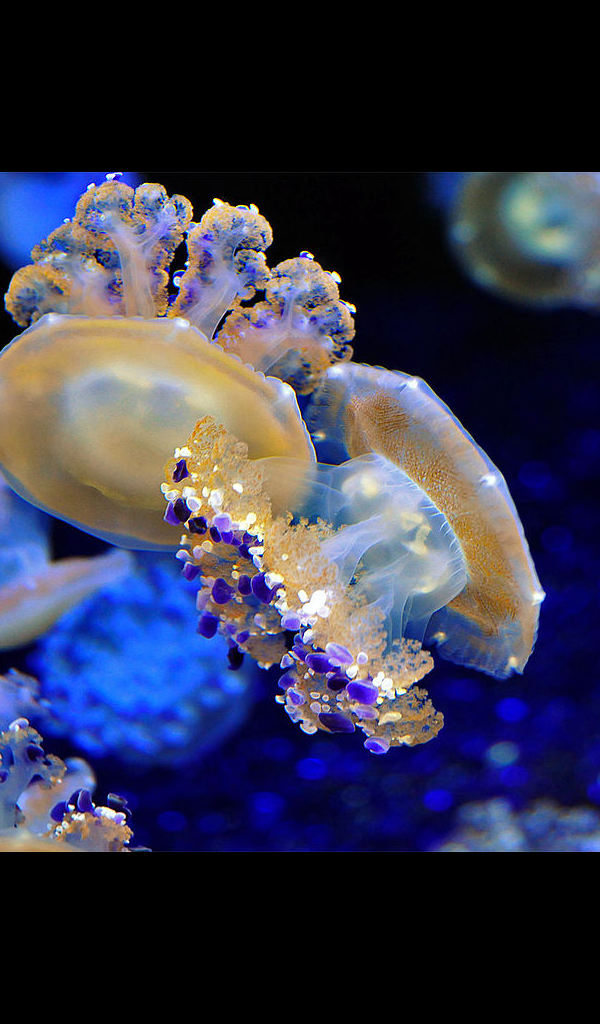 Jellyfish Wallpaper HD Wallpapers of Jellyfish!Amazon.deAppstore