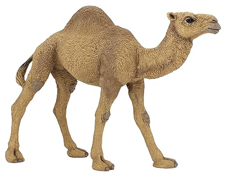 Carte Anniversaire 70 Ans Femme Dromadaire Gallery