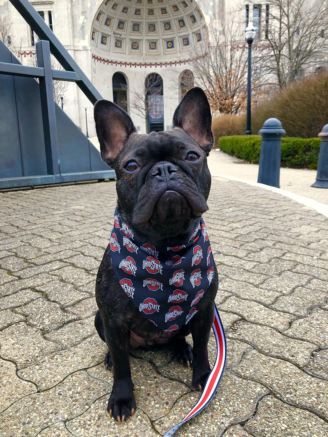 osu dog bandana