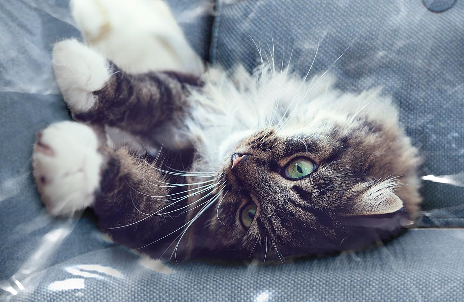 Plastic Couch Cover Pets | Cat Scratching Protector Clawing Deterrent | Heavy Duty Water Resistant Thick Clear Vinyl | Sofa Slipover Moving Long Term Storage: Home & Kitchen