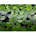 6 Amazon Frogbit (Limnobium Laevigatum), Live Aquarium/Aquatic Floating Plant by Aqua L'amour