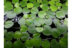 6 Amazon Frogbit (Limnobium Laevigatum), Live Aquarium/Aquatic Floating Plant by Aqua L'amour