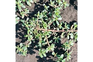 Green Purslane 2000 Seeds | Portulaca oleracea | Edible Heirloom Leafy Vegetable for Salads, Stir-Fries | Drought-Tolerant Su
