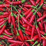 KEJORA Fresh Red Thai Chili Peppers -1 Lb (16 oz)