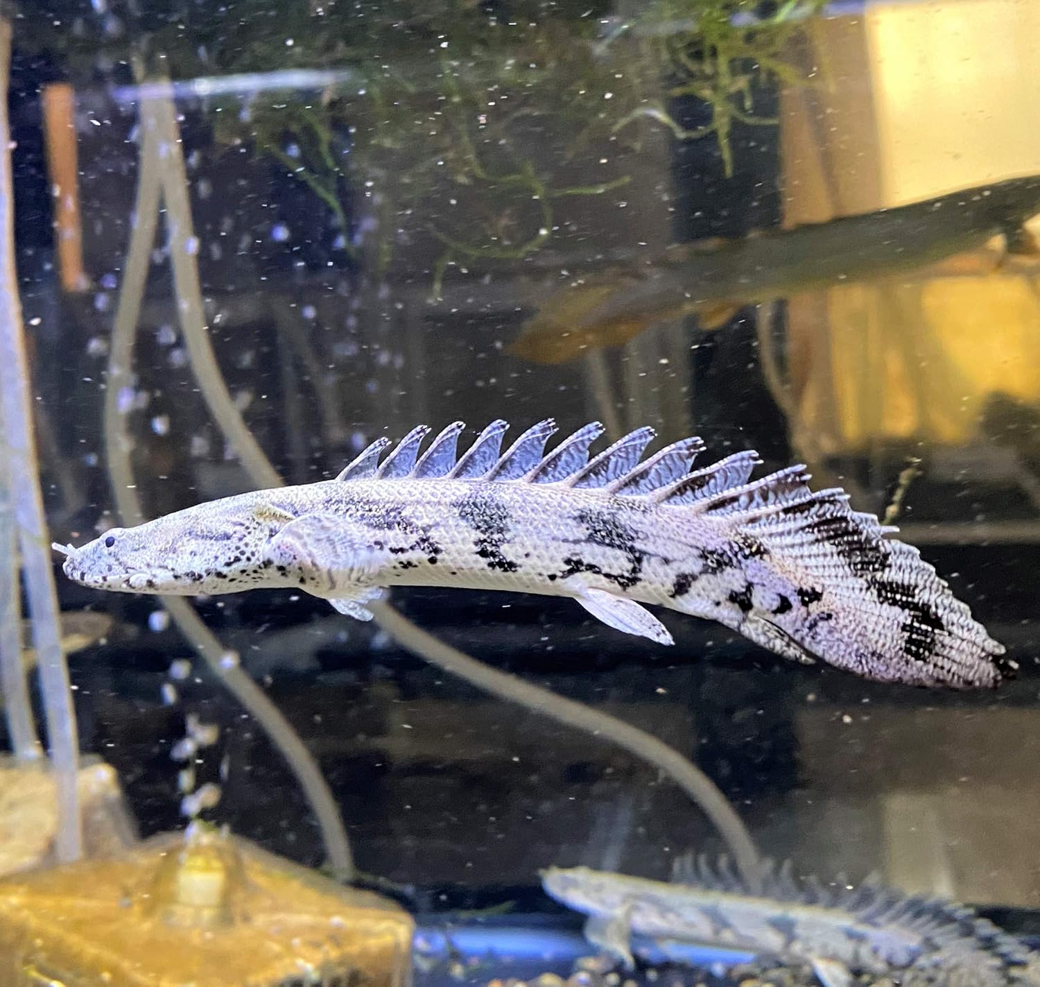 Amazon 熱帯魚 ポリプテルス エンドリケリー 13 15cm 東京倉庫出荷 アクアショップピラルク 観賞魚 水中生物 通販
