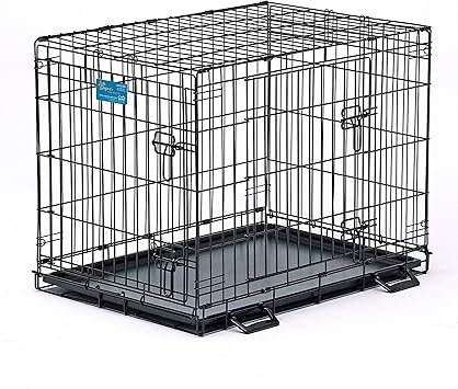 dogs that look like a mop