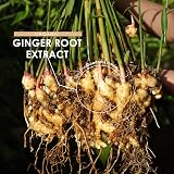 ALPHA01 Organic Ginger Extract 7500MG 25MG Gingerols 90 Vegan Capsules view 4