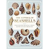The Wonder of Seashells: Discover the Meaning & Magic of the Ocean’s Treasures