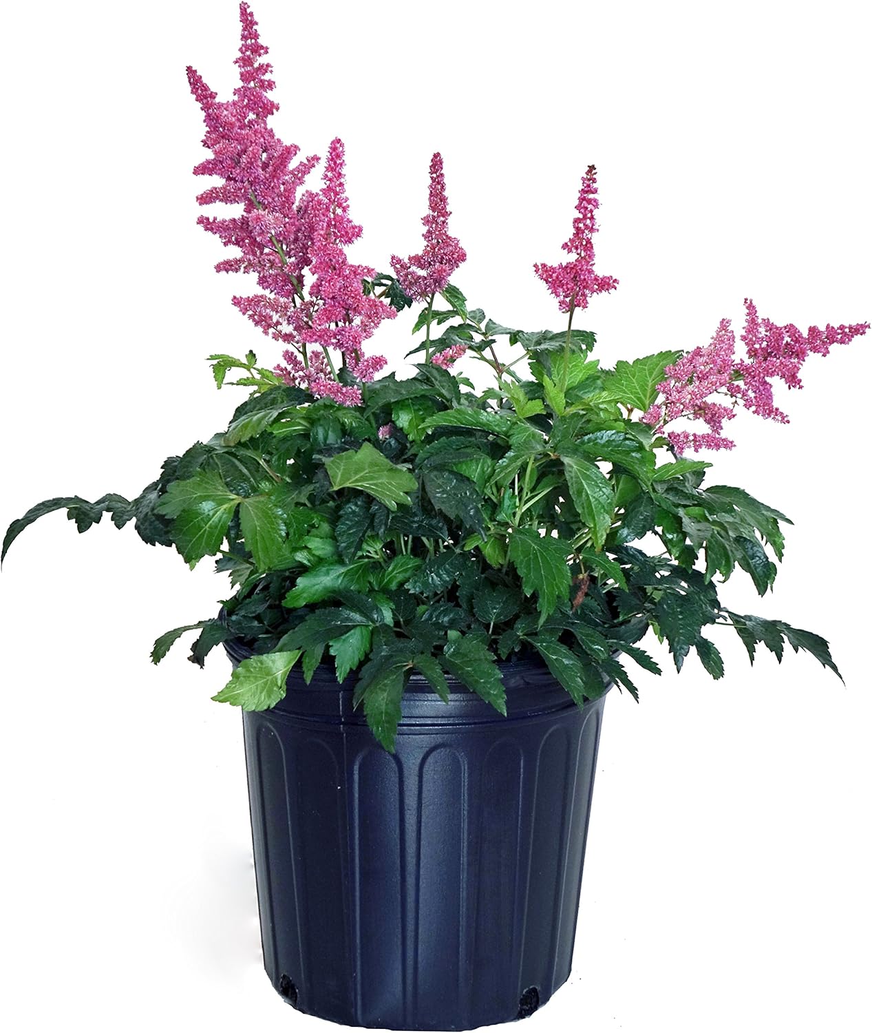 Gardening 2 False Spirea Size Container White Flowers Astilbe Arendsii Bridal Veil Perennial Patio Lawn Garden