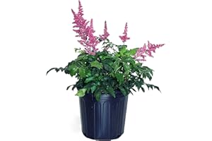 GREEN PROMISE FARMS Astilbe arendsii 'Fanal' (False Spirea) Perennial, deep red flowers, #2 - Size Container