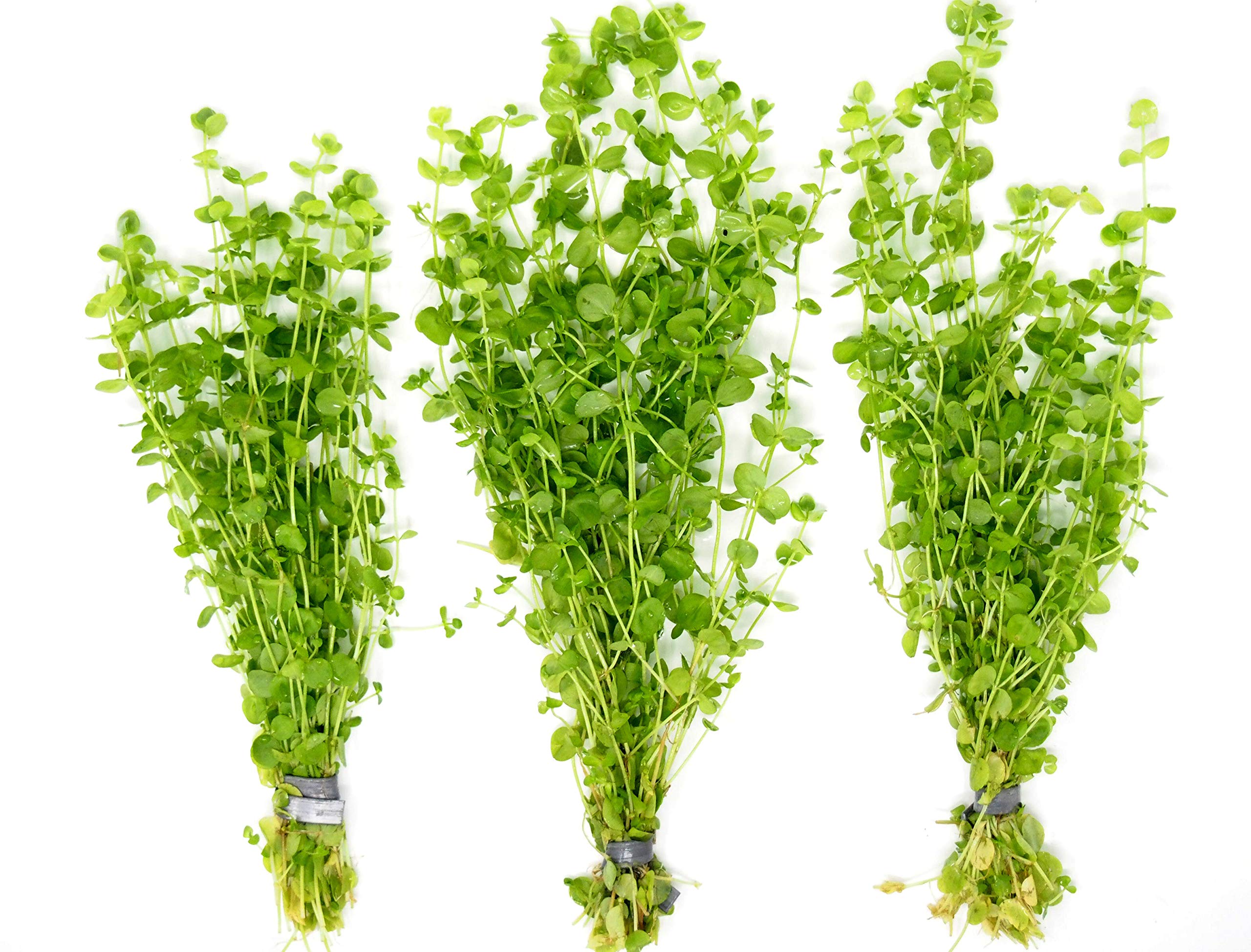 Aquatic Arts Baby Tears Plant 2 Bunches Live Aquarium Plants Buy