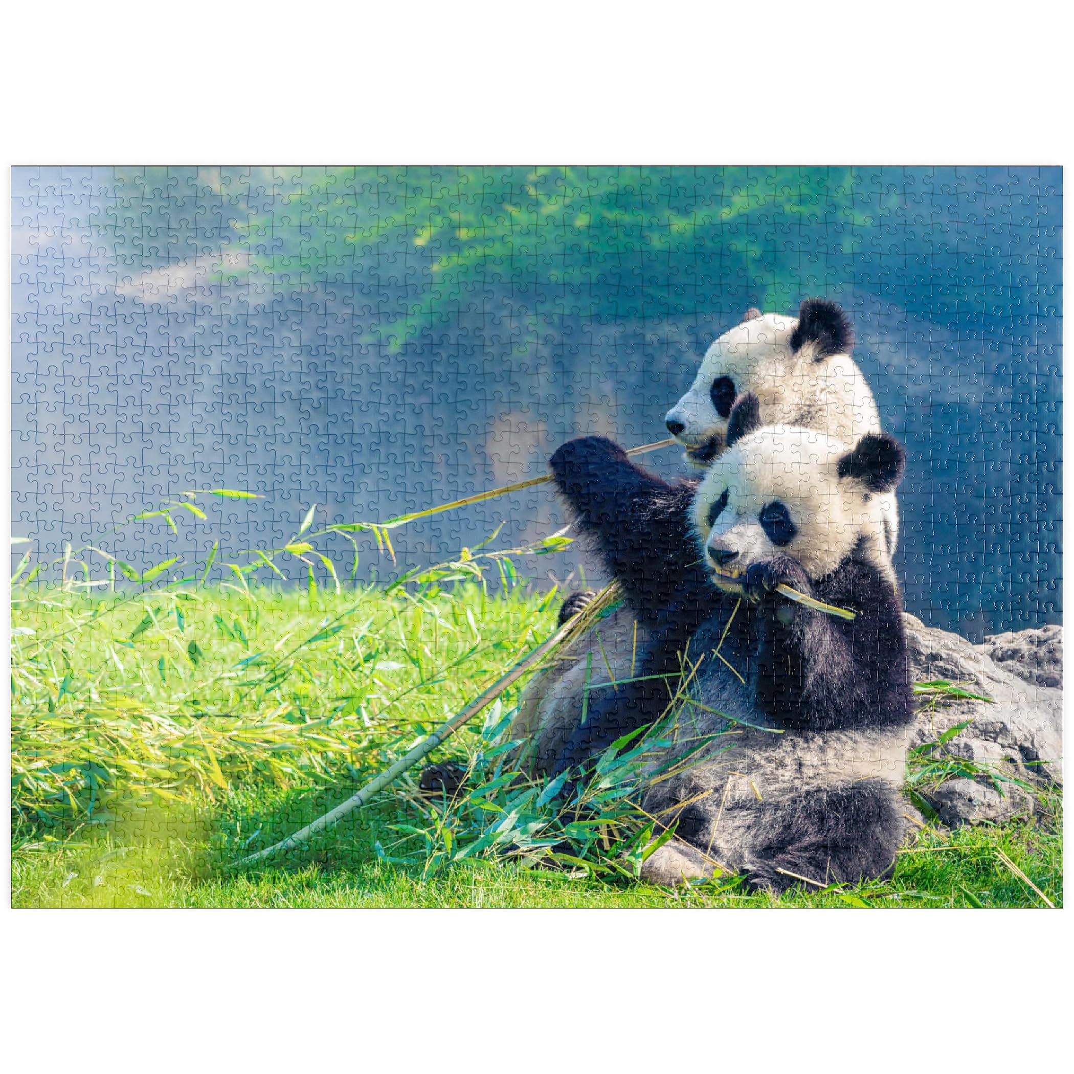 Mother Panda And Her Baby Panda Eating Bamboo - Premium 1000 pieces Puzzle - MyPuzzle special collection from Puzzle Galaxy