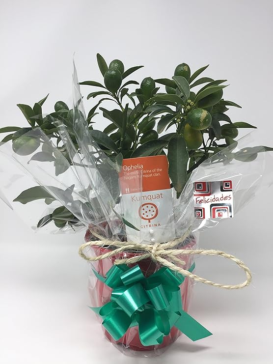 NARANJO ENANO BONSAI – KUMQUAT CALAMONDIN . ARBOL NATURAL: Amazon ...