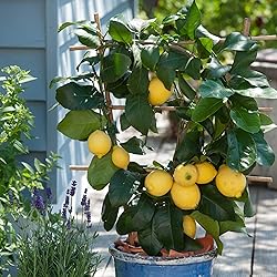 Garden State Bulb Meyer Lemon Tree, Citrus Live