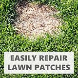 Grow Pure Grass Seed 1kg Fast Growing Shade Tolerant UK Climate view 4