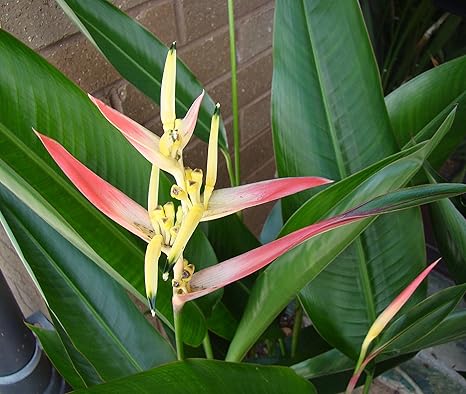 Heliconia Psittacorum Hawaii Xxl Plant Amazon Co Uk Garden Outdoors
