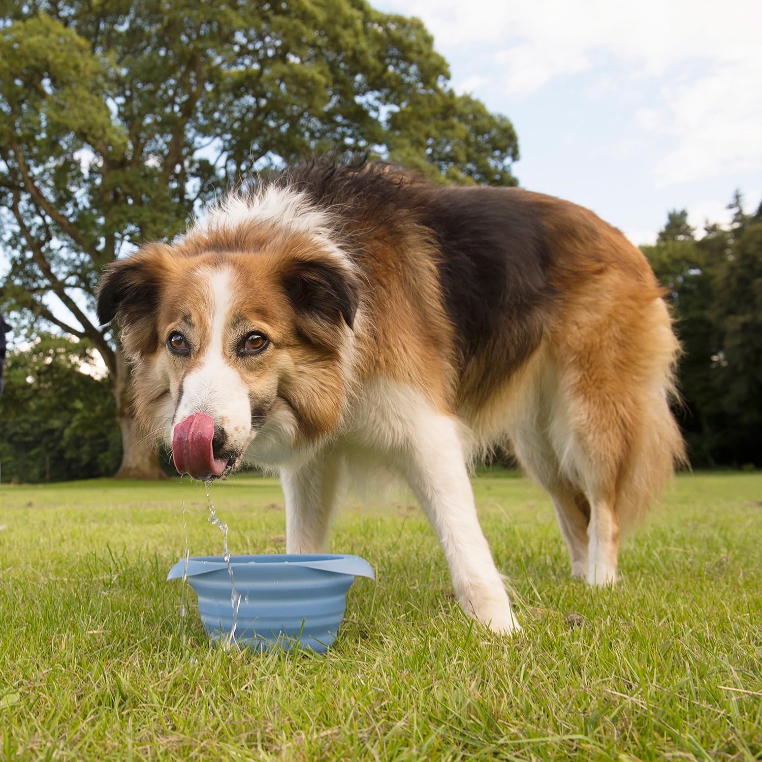 Kurgo Collaps-A-Bowl for Dogs, Collapsible Travel Dog Bowl for Outdoor Adventures, Food-Grade Silicone - Image 4