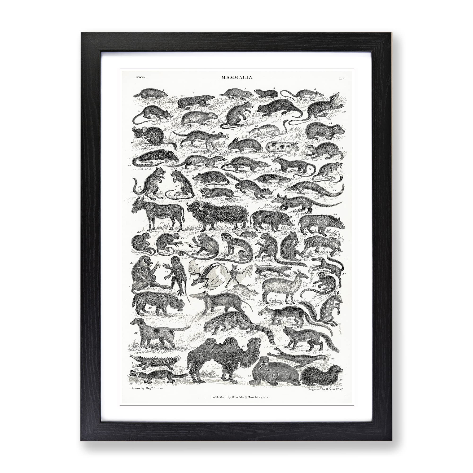 Study Of Mammals Liv By Oliver Goldsmith Vintage Framed Wall Art Print, Ready to Hang Picture for Living Room Bedroom Home Office Décor, Black A3 (34 x 46 cm)