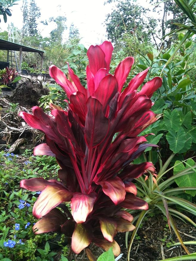 Hawaiian Red Ti Plant Logs Grow Hawaii by Kanoa Hawaii Home & Kitchen