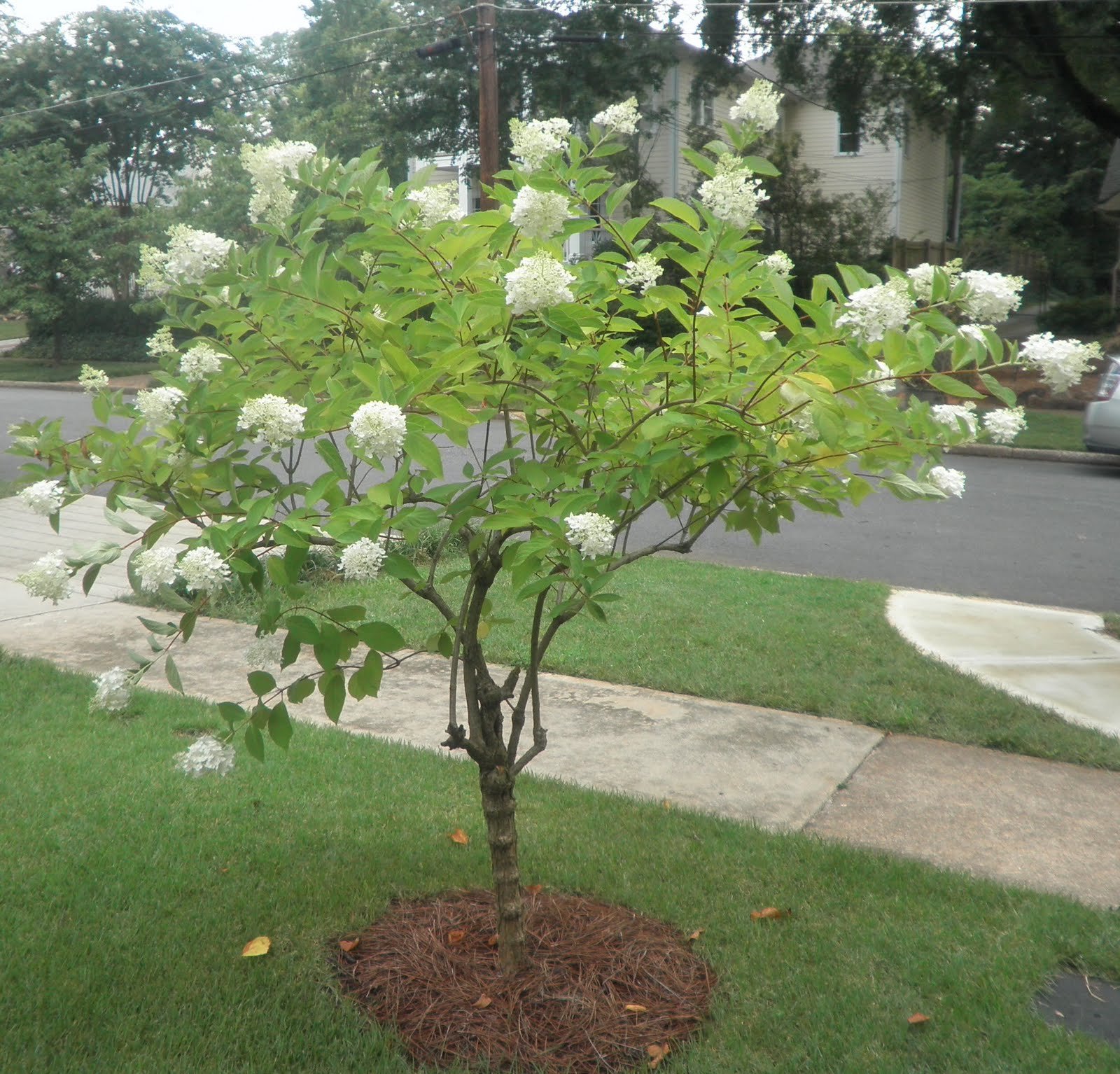 Buy Pee Gee Snowball Hydrangea Shrub Bare Root y 3 pack Online at