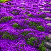 2000+ Rare Purple Creeping Thyme Seeds - Heirloom Ground Cover Plants