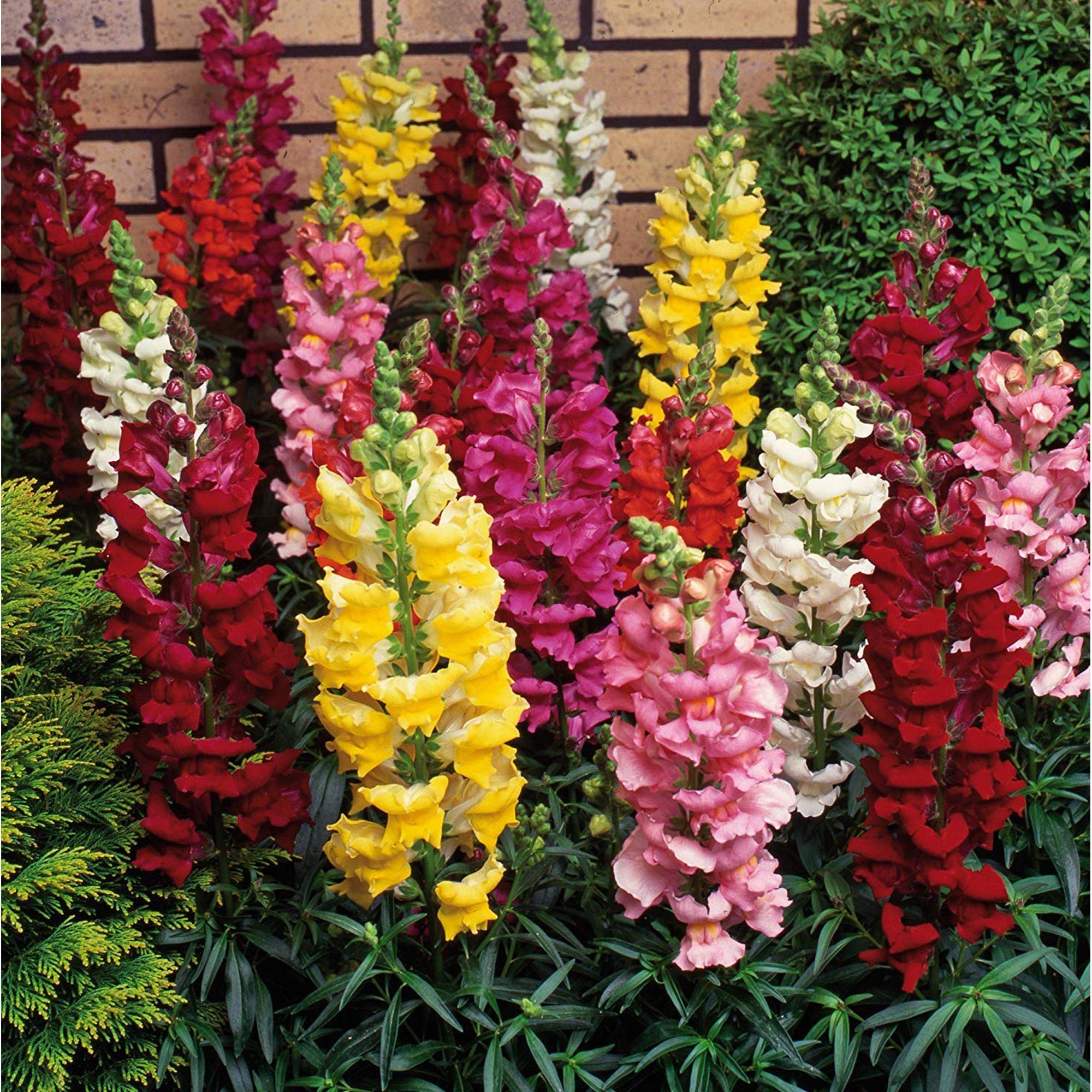 Antirrhinum Magic Carpet Mixed Seeds – Pack of 600 Seeds – Traditional Snapdragon Flower - Great for Bedding or Containers – Looks Beautiful in Your Garden