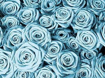Scarica Gratis Images Wandmotiv24 Papiers Peints Rose Bleue Fleur De Champ Grosse 350 actualisé par