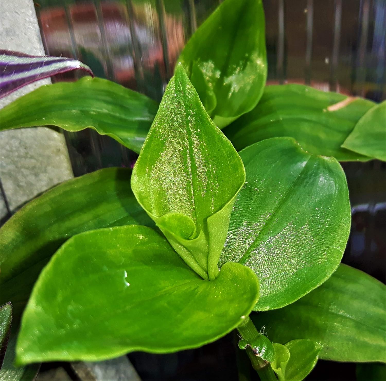 Tradescantia FLUMINENSIS Wandering Jew Trailing Indoor Tradescantia FLUMINENSIS Wandering Jew Trailing Indoor