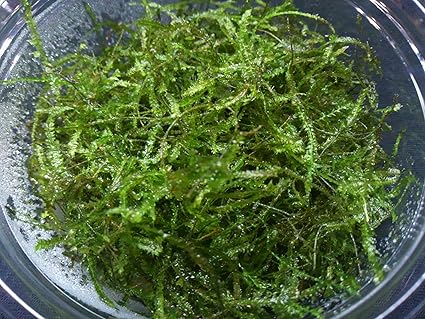 水草 生体 ウィローモス カップ入り ネットファームジャパン ネットファームジャパン 生体水草 通販 Amazon