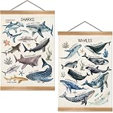ZTGDA Sharks and Whales Posters, Sea Animals Shark Posters Wall Art,Marine Sharks Decor,Ocean Educational Poster for Kid Classroom Decorations Kids Room Home Nursery Playroom, Set of 2(Shark -1)