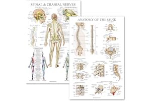PALACE LEARNING 2 Pack: Spinal and Cranial Nerves + Anatomy of the Spine Poster Set - Set of 2 Anatomical Charts - Laminated - 18" x 24"