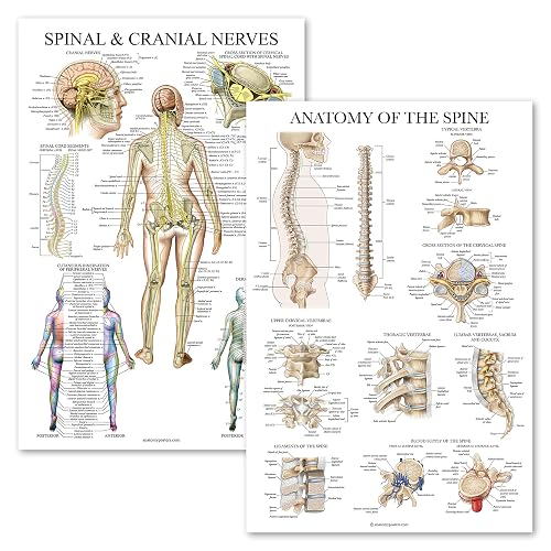 2 Pack: Spinal and Cranial Nerves + Anatomy of the Spine Poster Set ...