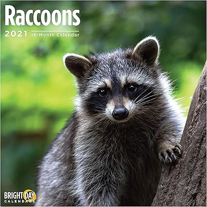 Amazon Bright Day Calendars 21アライグマの壁カレンダー 12 X 12インチ かわいいゴミパンダ野生動物 アダルトカレンダー 文房具 オフィス用品