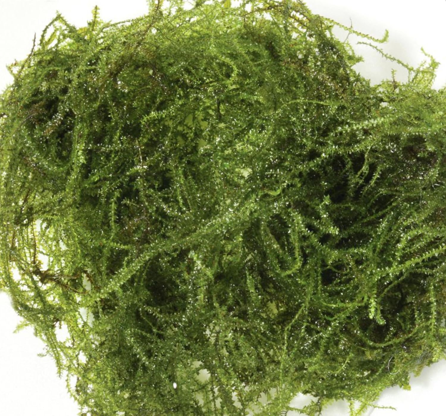 Best low light aquarium plants carpet